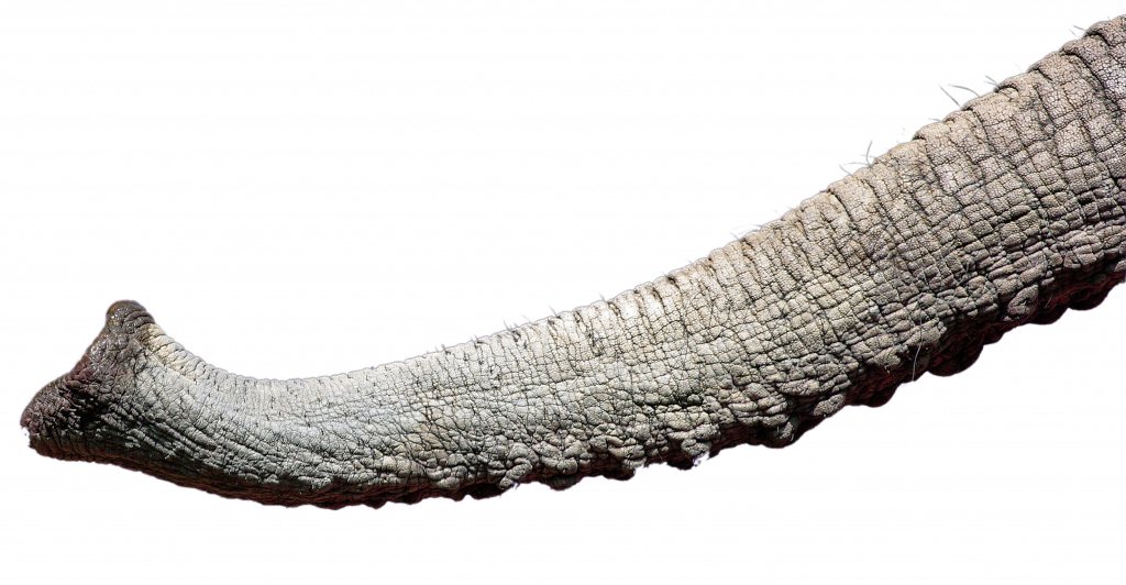 Elephant trunk - if size mattered the elephant would be king - Payl8r agile retail finance